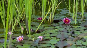 nenufar