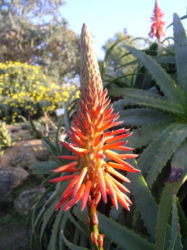 fleure aloe
